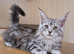 MAINE COON KITTENS