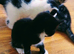Very loving kittens