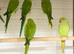 Beautiful young Indian ringneck parrots for sale.