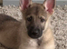 German shepherd girl