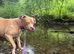 american staffy
