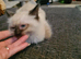 Ragdoll kittens ready to go