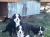Bernese mountain pups