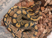 Royal python babies for sale cb26