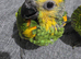 Blue-fronted Amazon Chicks – Healthy & Well Cared For