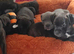 Puppies for sale