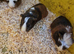 Male & Female guinea pigs available now