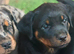 Harlequin American Bullweiler