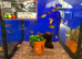 Mixed Tiger Barbs (Puntigrus anchisporus)