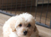 Holistic Toy Poodle Puppies