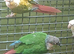 Mixed conures  due to time waster