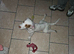 7 month old female