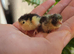 Chinese Painted (Button) Quail chicks