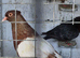 Archangel pigeons pairs and youngsters
