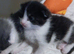 Black/white fluffy tortoise shell male kitten