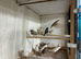 Zebra finch male and females