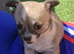 Chihuahua girl