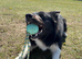 Border Collie 1 and a half