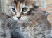 Pedigree tica mainecoon kitties