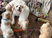 Cavachon puppies