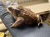 2 miyako toads and tank