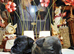 F1B Jackapoo/Parson Pups