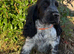 Stunning show type cocker spaniel girl puppy