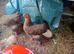 A trio of beautiful brahma
