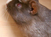 Chocolate red eyes make guinea pig