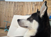 4 Year old male husky