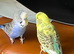 2 budgies and cage