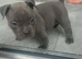 Pocket bully- bulldog