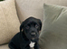 Lab x German short hair pointer