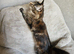 1 year old female registered Maine Coons