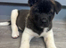 American Akita