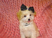 *XXS Gorgeous F1 Maltese X Tiny Toy Poodle F1 Apricot Maltipoo Puppy 5 Months Old*