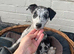 Collie x greyhound