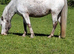 8 year old Apoloosa Mare