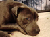 KC blue Staffordshire Bull Terrier Puppies