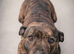 Staffy Female 3 Months Old