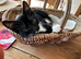 Tom kitten thinks he’s a puppy as our dog helped raise him