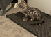 BEAUTIFUL TICA REGISTERED BENGAL - READY NOW