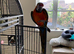 Catalina macaw