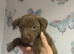 Mixed breed puppies