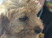 Pup 12weeks