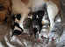 Beautiful Jack Russel pups (only two boys left )