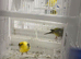 Canaries and zebra finches