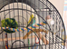 Pair of budgies