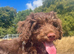 Sprokerpoo male