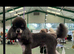 Stunning proven phantom fullpoodle stud